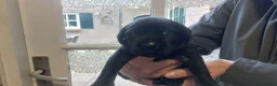 Labrador Retriever honden te koop: Prachtige zwarte labrador pups met stamboom - Advertentie 4