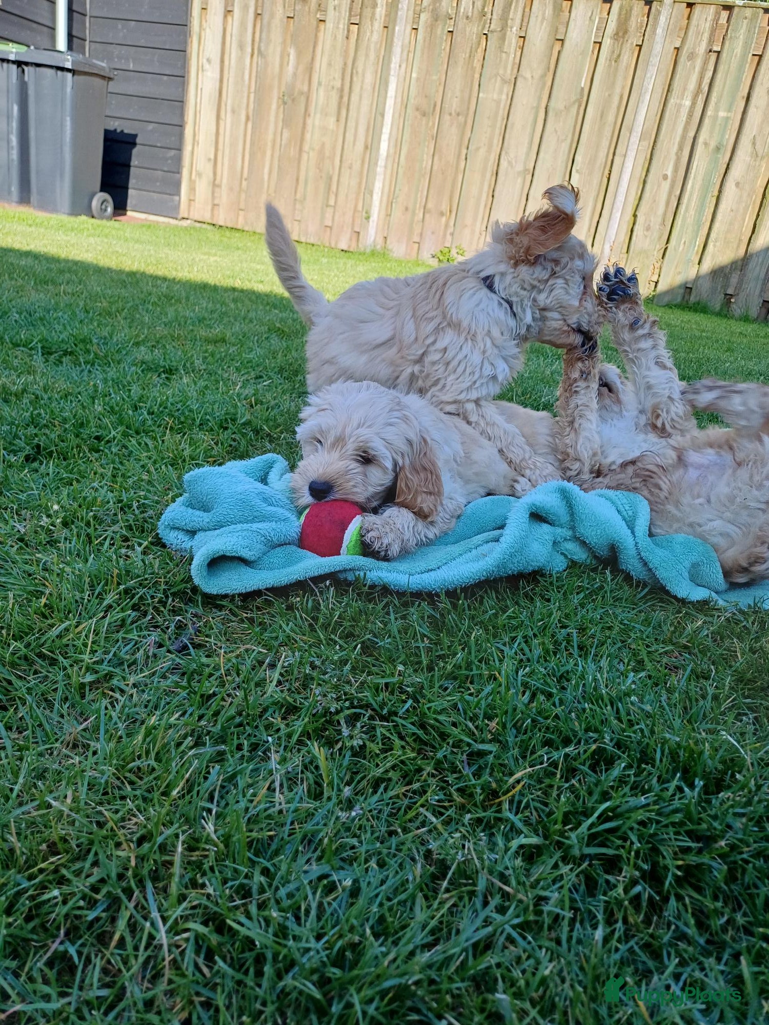 Kruising honden te koop: Lieve kruising labradoodle pups te koop! - Advertentie 1