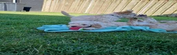 Kruising honden te koop: Lieve kruising labradoodle pups te koop! - Advertentie 1