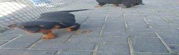Rottweiler honden te koop: Rottweiler pups - Advertentie 14
