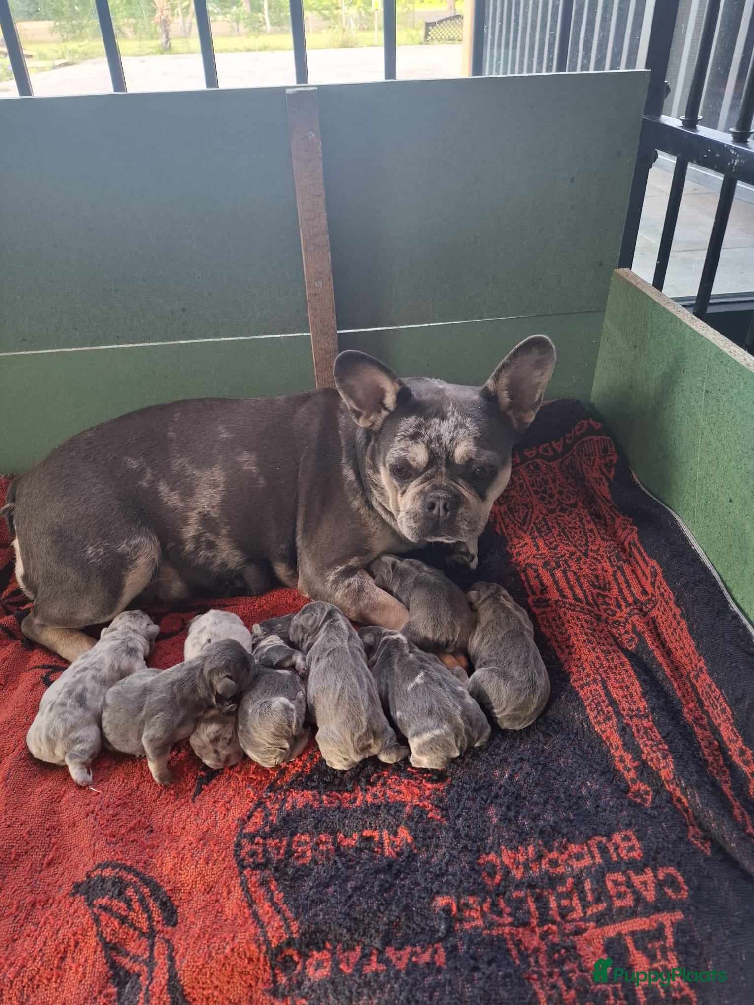 Franse Bulldog honden te koop: Franse bulldogpups  - Advertentie 4