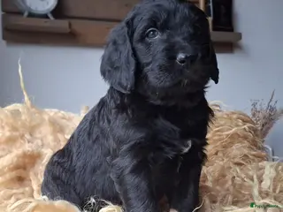 Kruising honden Labradoodle x Bloedhond / Zwitserse Senner pups - Advertentie 13