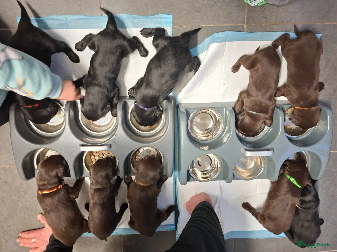 Flatcoated Retriever honden te koop: Flatcoated retriever pups  - Advertentie 10