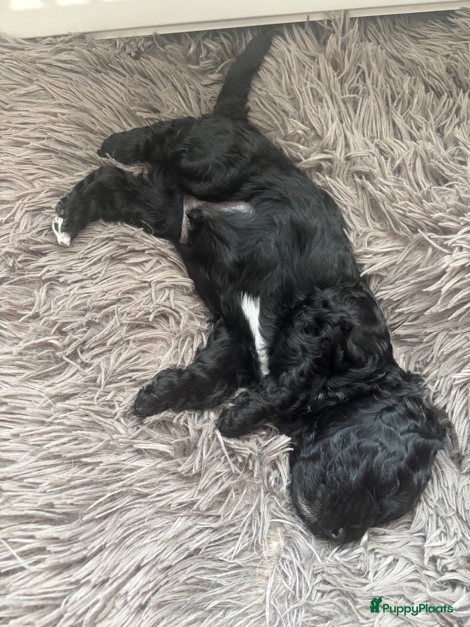 Labradoodle honden MOOIE ZWART REUTJE MINI DOODLE NOG BESCHIKBAAR - Advertentie 2
