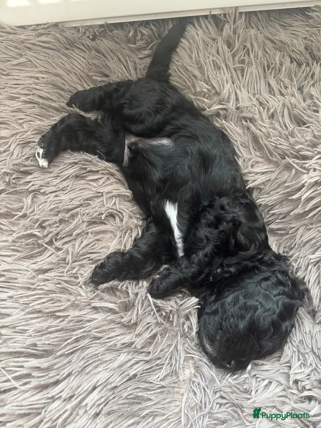 Labradoodle honden te koop: MOOIE ZWART REUTJE MINI DOODLE NOG BESCHIKBAAR - Advertentie 2