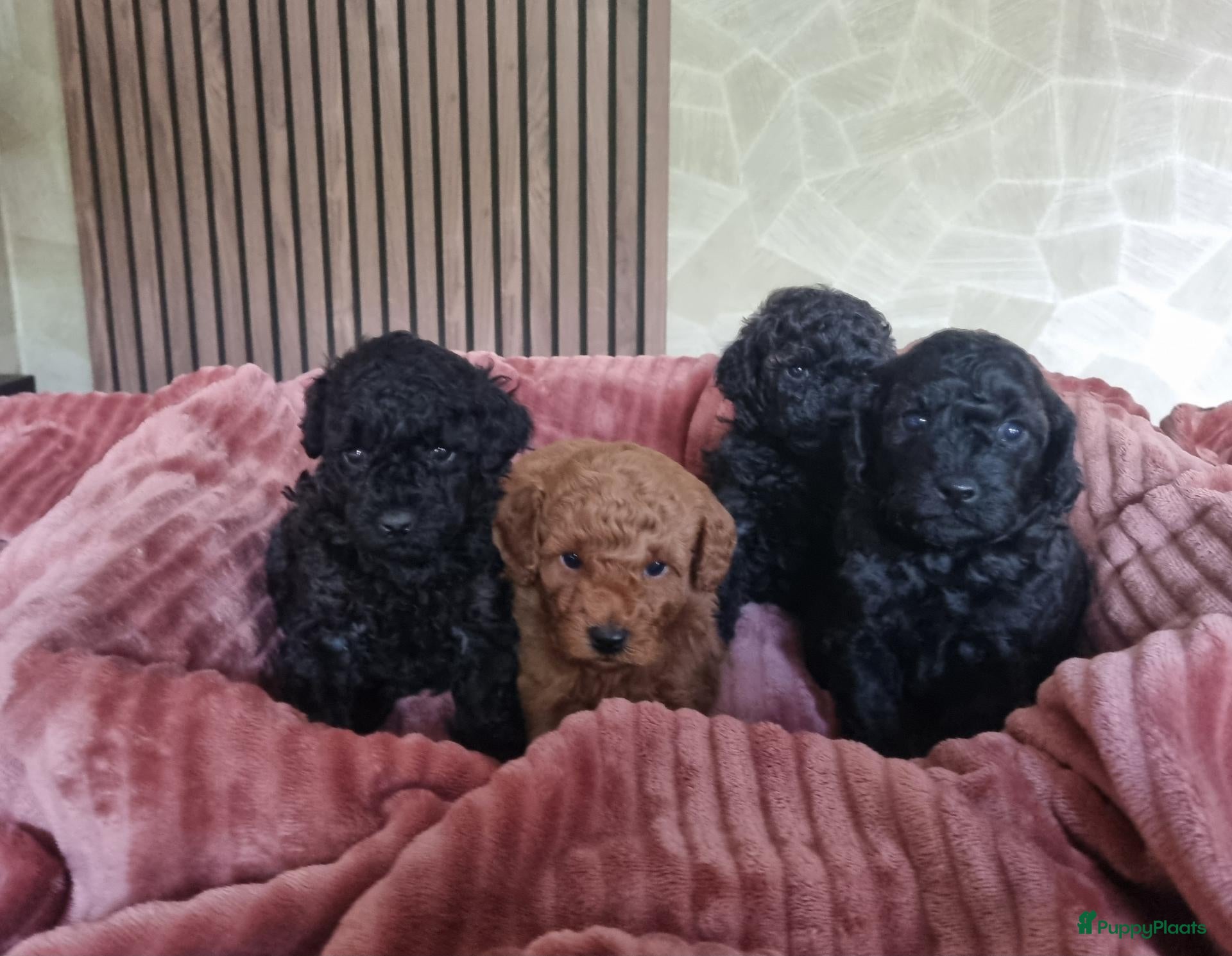 Poedel Toy honden Toypoedel pups  - Advertentie 4