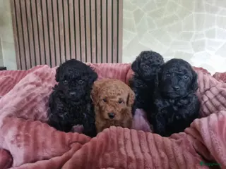 Poedel Toy honden Toypoedel pups - Advertentie 4