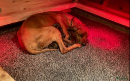 Rhodesian Ridgeback honden te koop: Rhodesian Ridgeback pups - Afbeelding 11