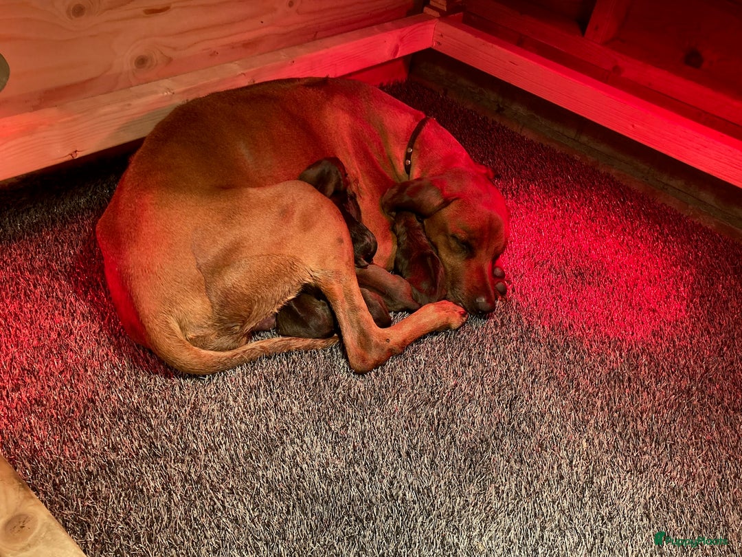 Rhodesian Ridgeback honden te koop: Rhodesian Ridgeback pups - Afbeelding 11
