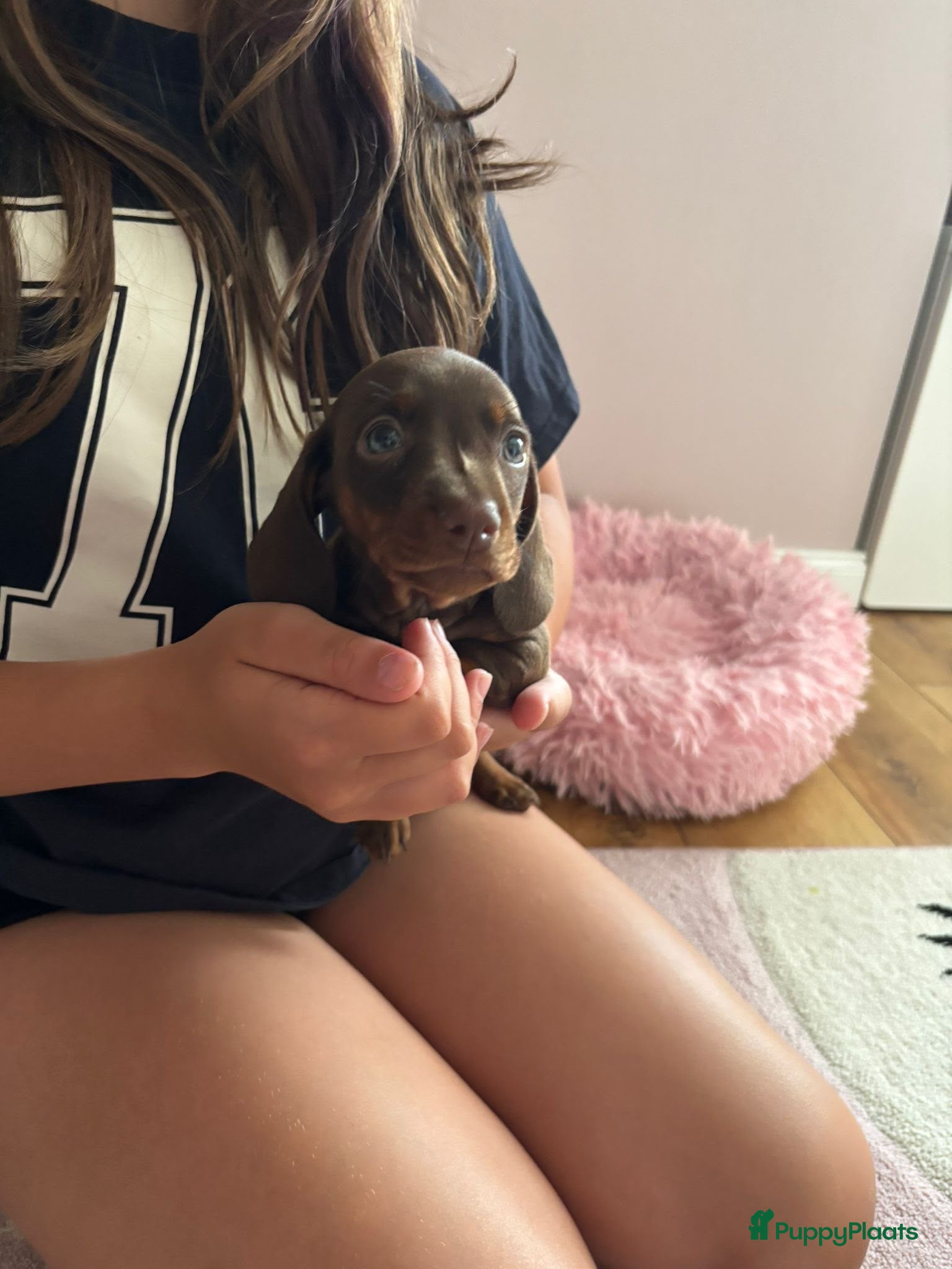 Teckel (korthaar)  honden Teckel pups (chocoladekleur) - Advertentie 7