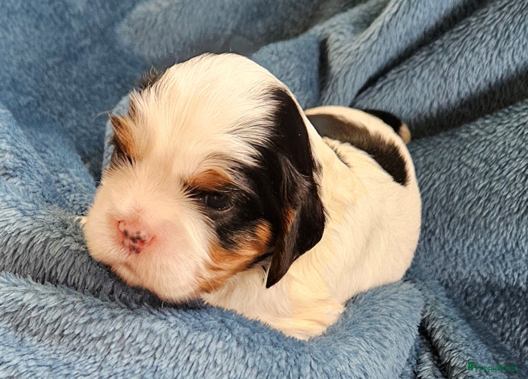 Cavalier King Charles Spaniel honden te koop: Cavalier King Charles Spaniel in Makkinga - Afbeelding 6