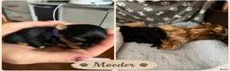 Yorkshire Terriër honden te koop:   Yorkshire Terrier pups – voor reservering‼️1‼️ 2 - Advertentie 7