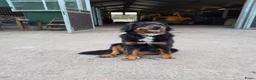Berner Sennenhond honden te koop: Kruising berner sennen x boulab - Advertentie 6