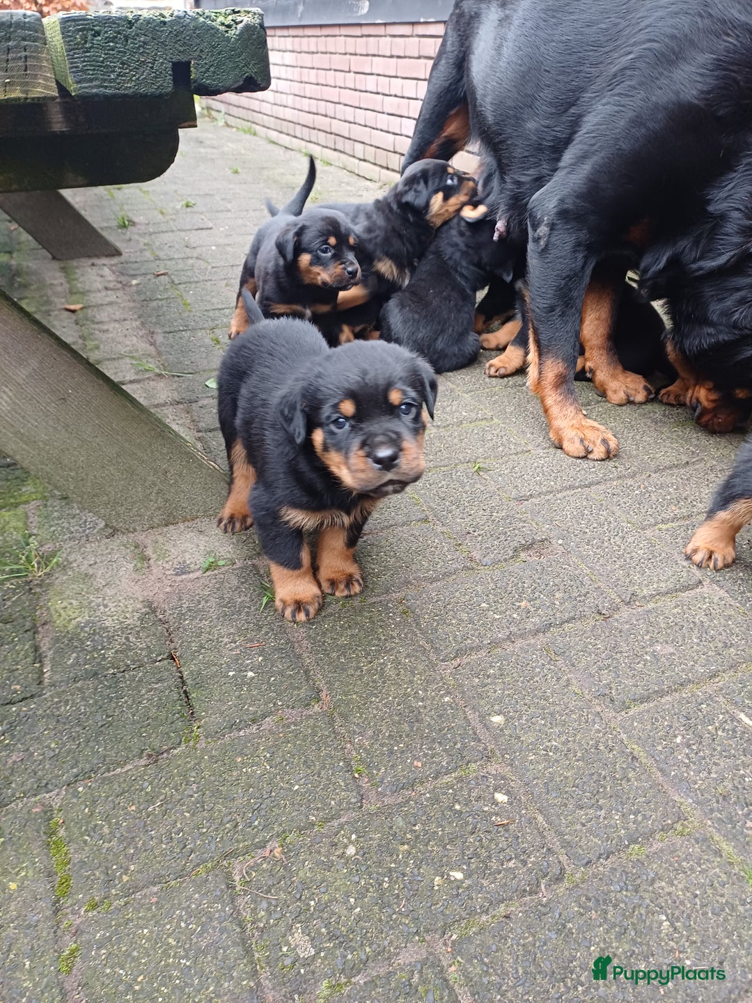 Rottweiler honden te koop: Mooie lieve rottweilerpups - Advertentie 5