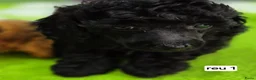 Dwergpoedel honden te koop: Mooie Dwergpoedel pups - Advertentie 2
