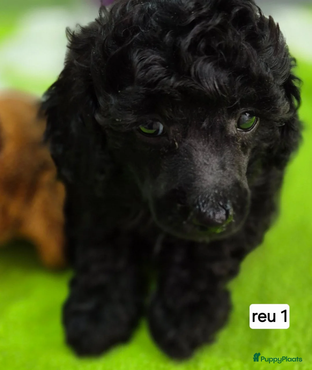 Dwergpoedel honden te koop: Mooie Dwergpoedel pups - Advertentie 2