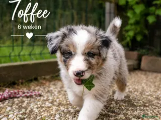 Australian Shepherd honden te koop: Australian Shepherd reutje met stamboom - Advertentie 2