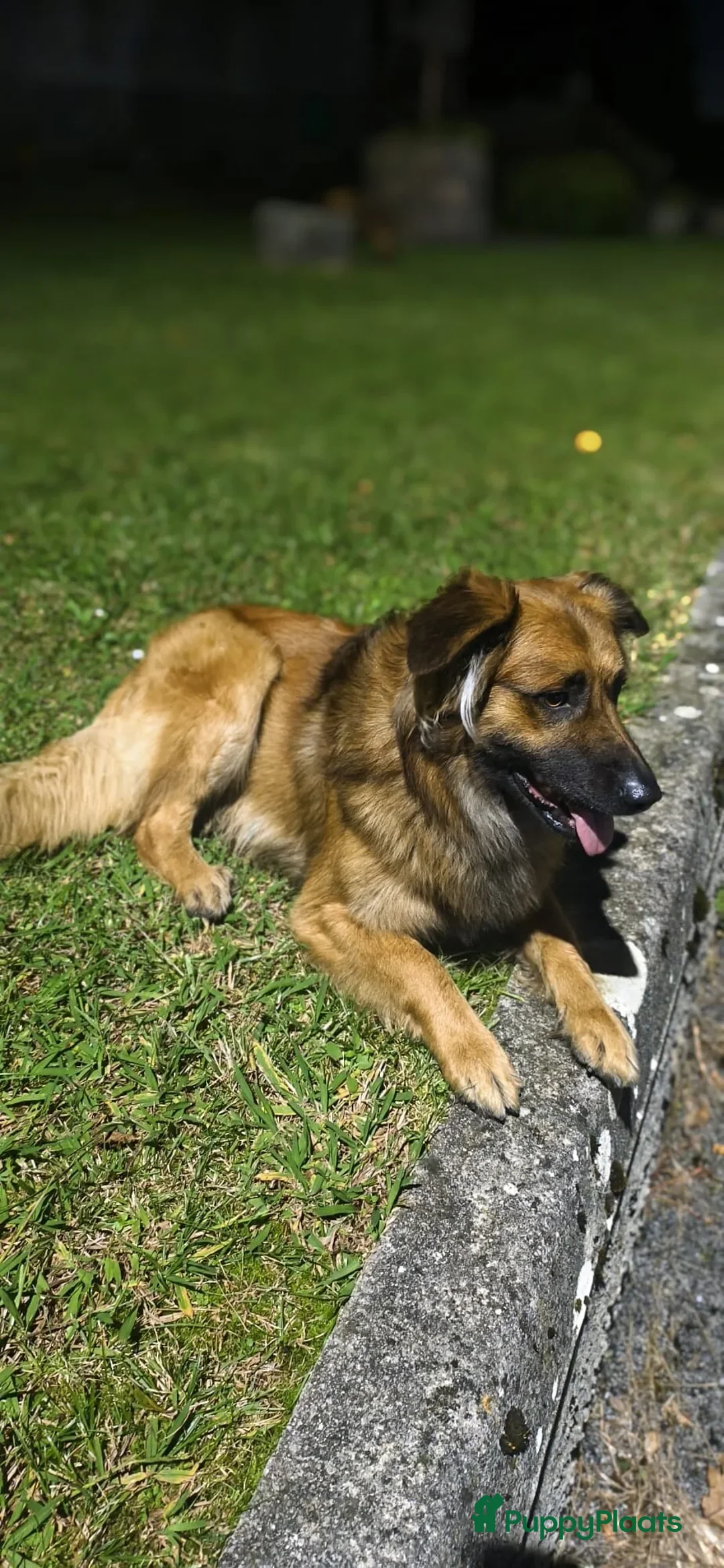 Catalaanse Herdershond honden te koop: 1e Baskische herder nestje van Nederland! - Advertentie 2