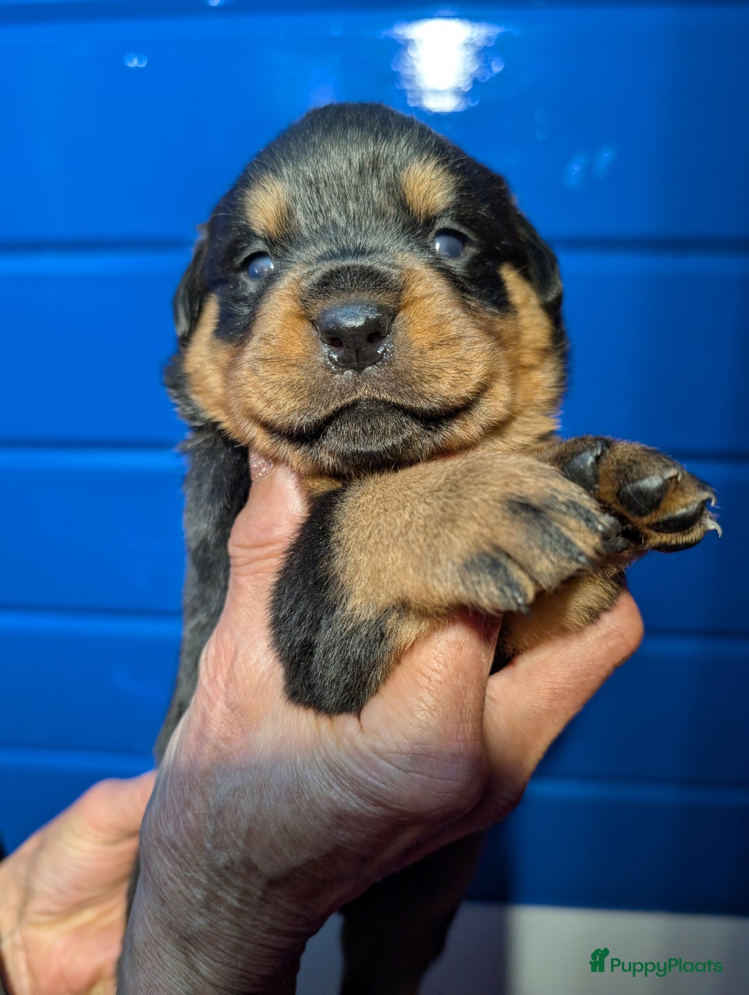 Rottweiler honden te koop: Zeer mooie rottweiler pups   - Advertentie 17