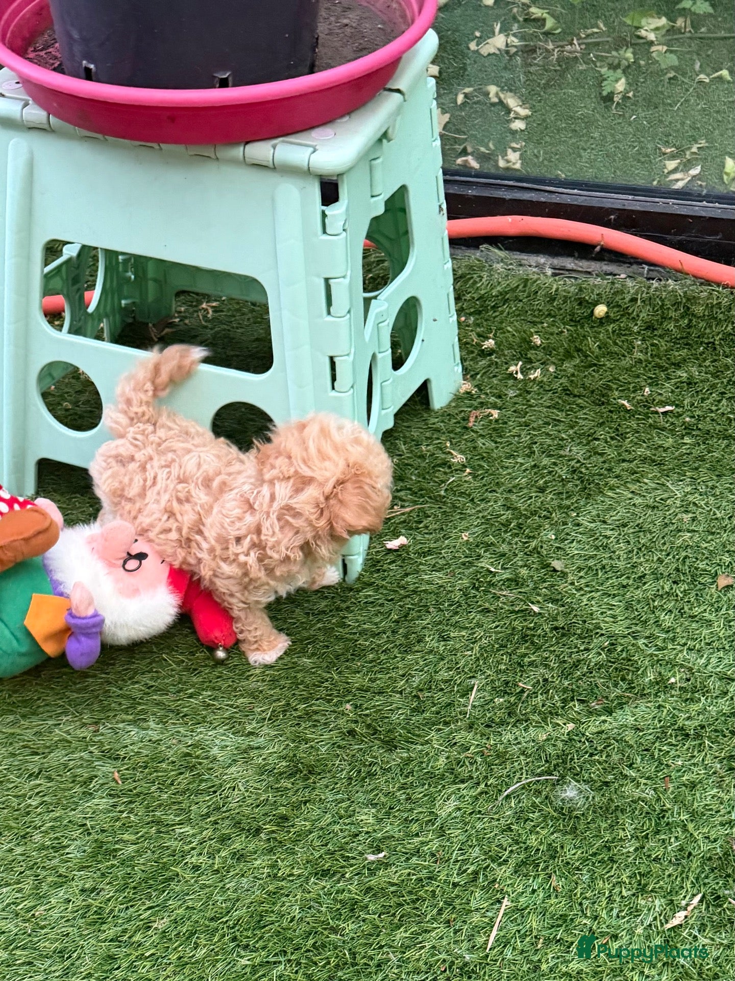 Poedel Toy honden Twee  toy poedel pupjes  - Advertentie 2