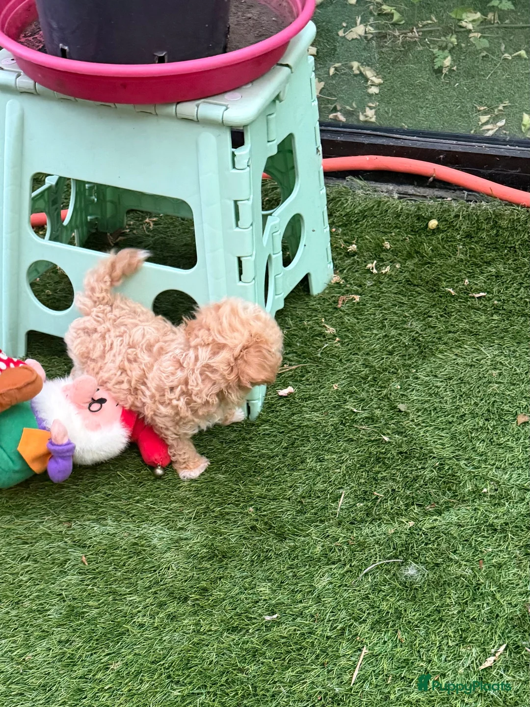 Poedel Toy honden te koop: Drie toy poedel pupjes  - Advertentie 2