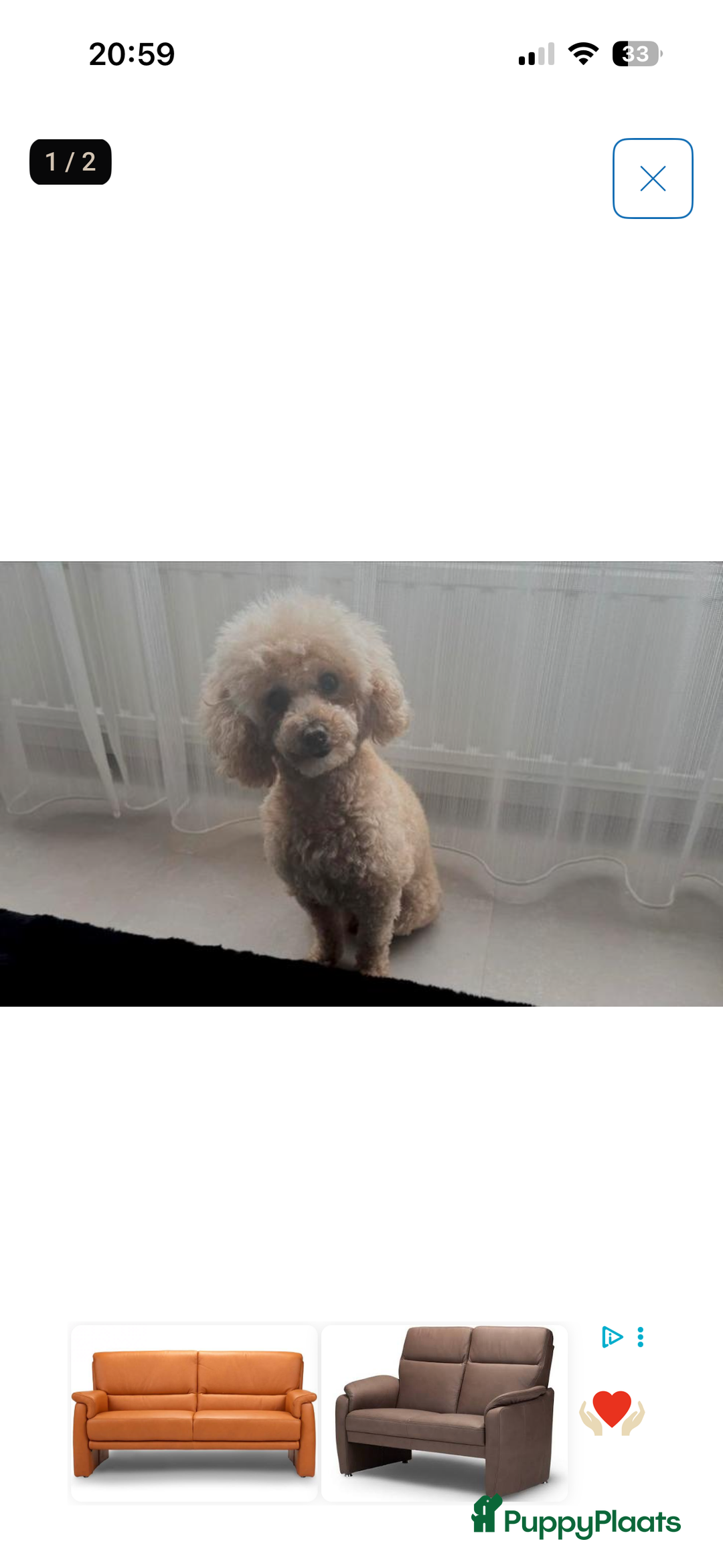 Poedel Toy honden te koop: Toy poedel puppys - Advertentie 1