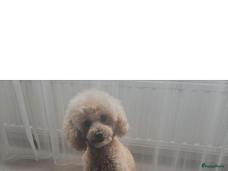 Poedel Toy honden Toy poedel puppys - Advertentie 1