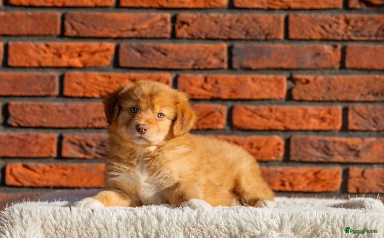 Kruising honden Gesocialiseerde Toller x Australian shepherd pups - Advertentie 5
