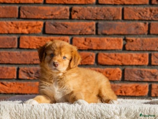 Kruising honden Gesocialiseerde Toller x Australian shepherd pups - Advertentie 8
