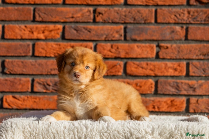 Kruising honden Gesocialiseerde Toller x Australian shepherd pups - Advertentie 5