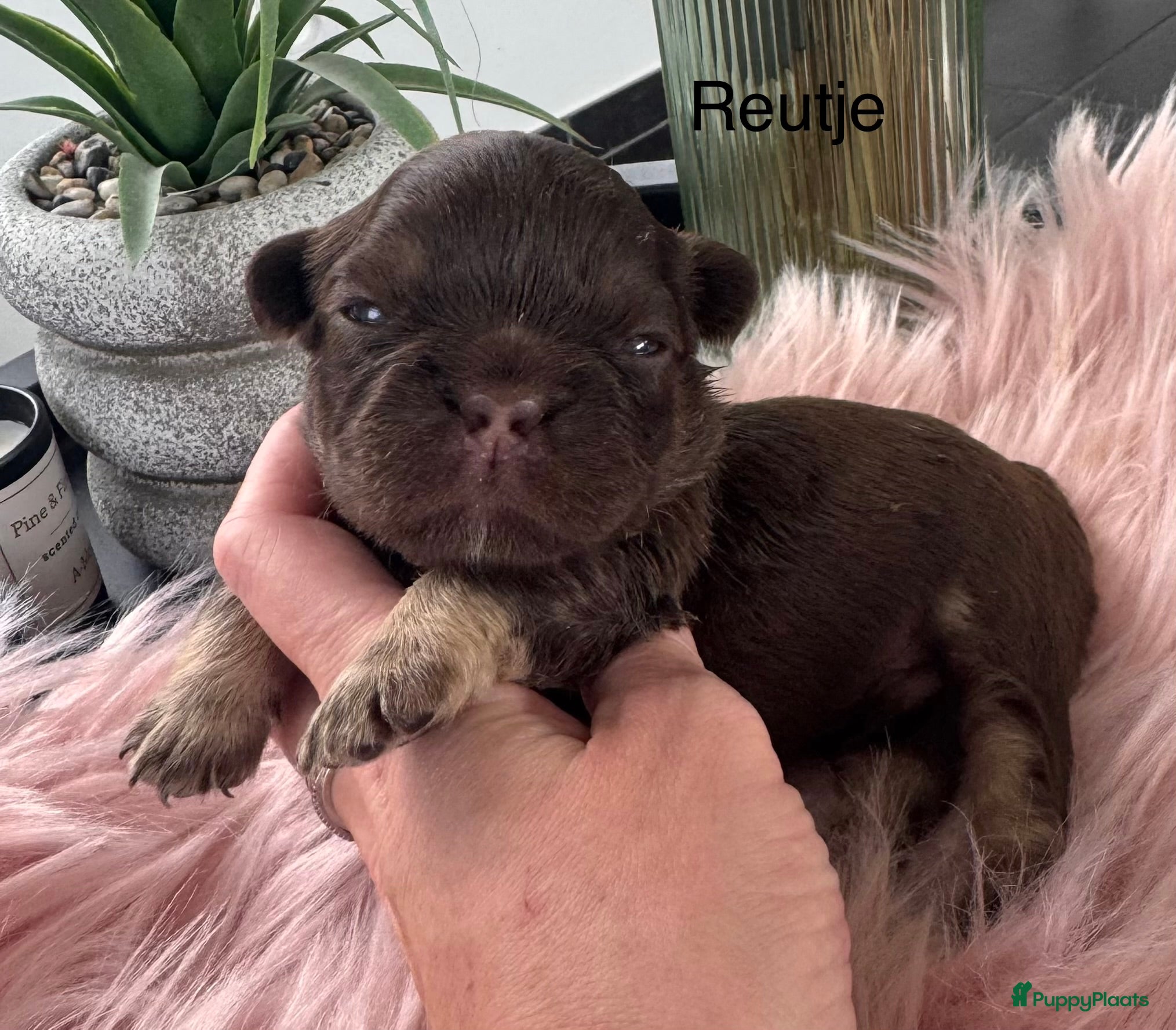 Franse Bulldog honden Prachtig nestje Franse bulldog pups  - Advertentie 2