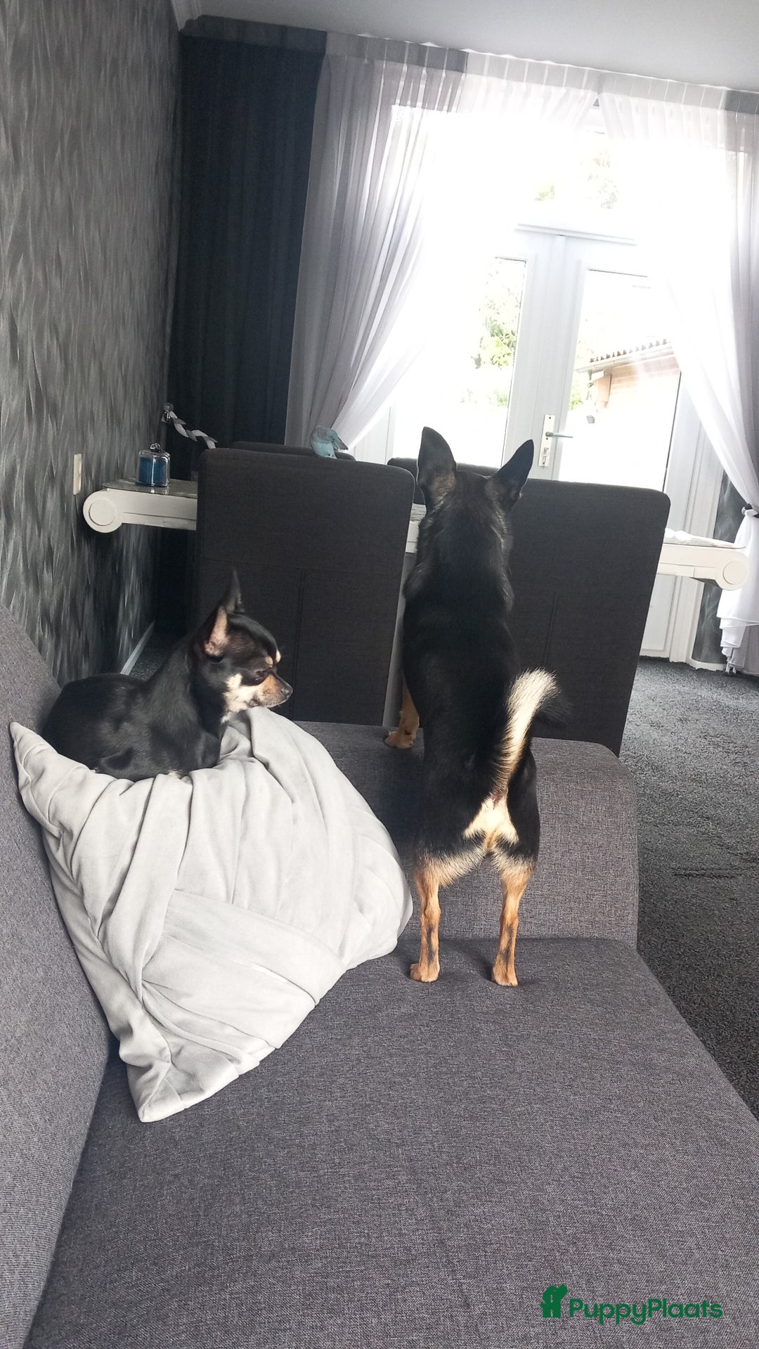 Chihuahua honden te koop: Raszuivere chihuahua pups - Advertentie 6