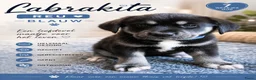 Kruising honden te koop: Labrakita pups - Advertentie 28