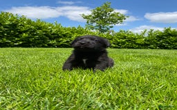 Labrador Retriever honden te koop: Labrador x Friese Stabij pups - Afbeelding 4