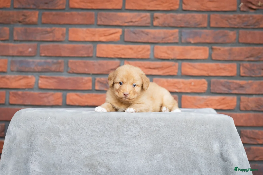 Nova Scotia Duck Tolling Retriever honden te koop: Super gesocialiseerd Toller Pups! - Advertentie 9