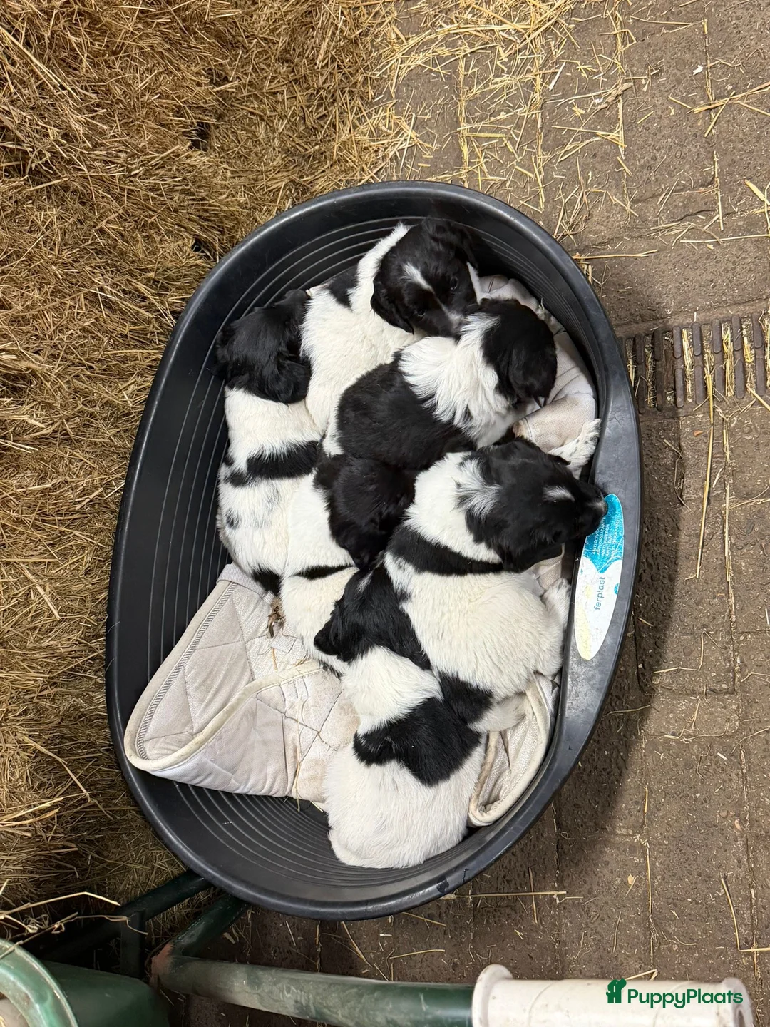 Friese Stabij honden te koop: Mooie Friese Stabij pups in Oirschot - Advertentie 5