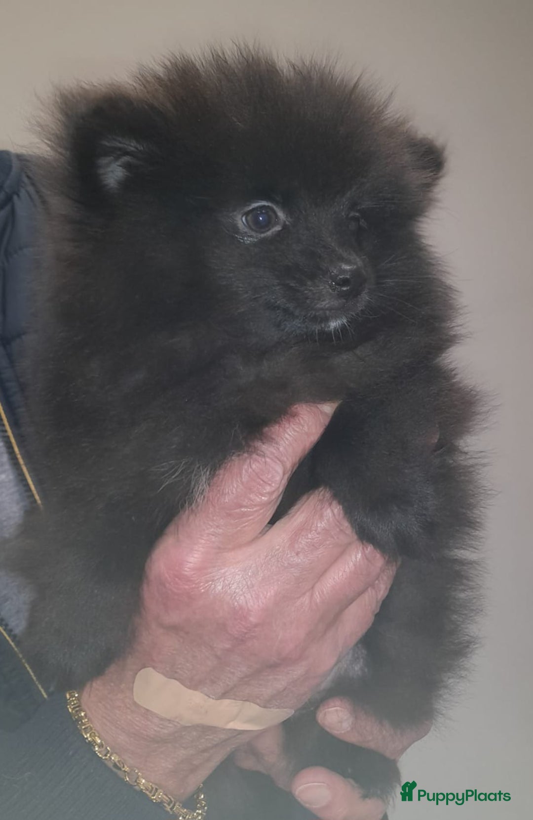 Pomeriaan honden te koop: Prachtig vol reutje opnieuw wegens annulering - Advertentie 2