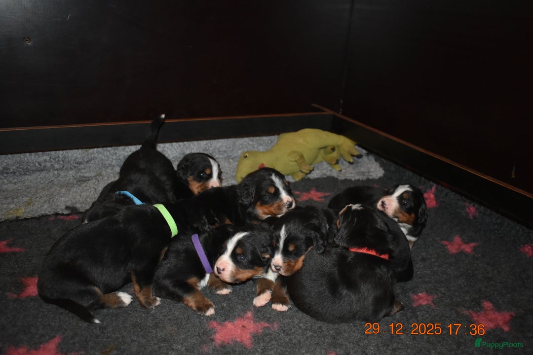 Berner Sennenhond honden te koop: Prachtige Berner Sennen Pups - Advertentie 2