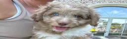 Kruising honden te koop: Miniature Aussiedoodle  - Advertentie 8
