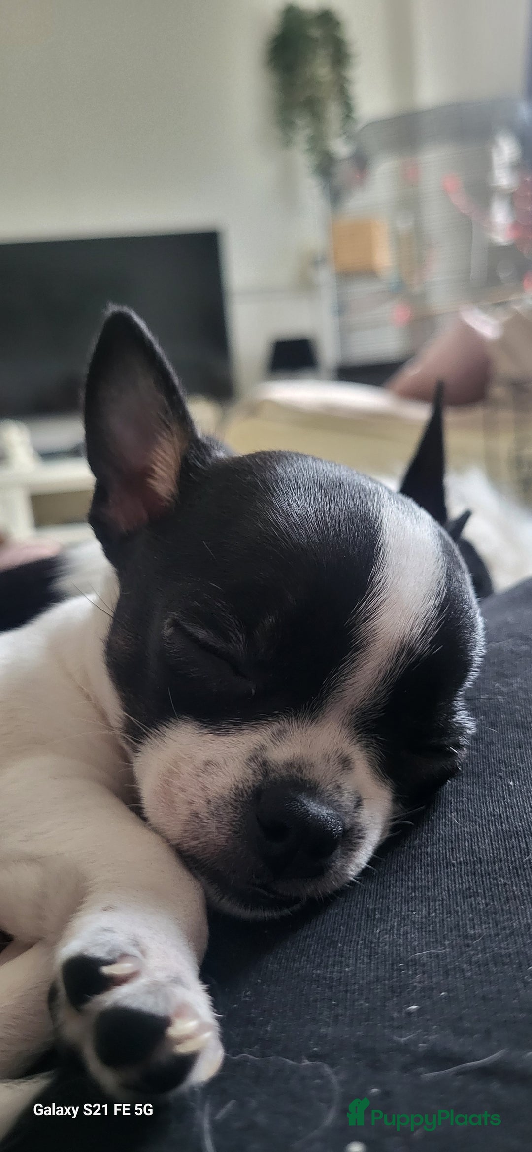 Chihuahua honden ter dekking: Dekreu, niet te koop. Blauw wit met crème  - Advertentie 12