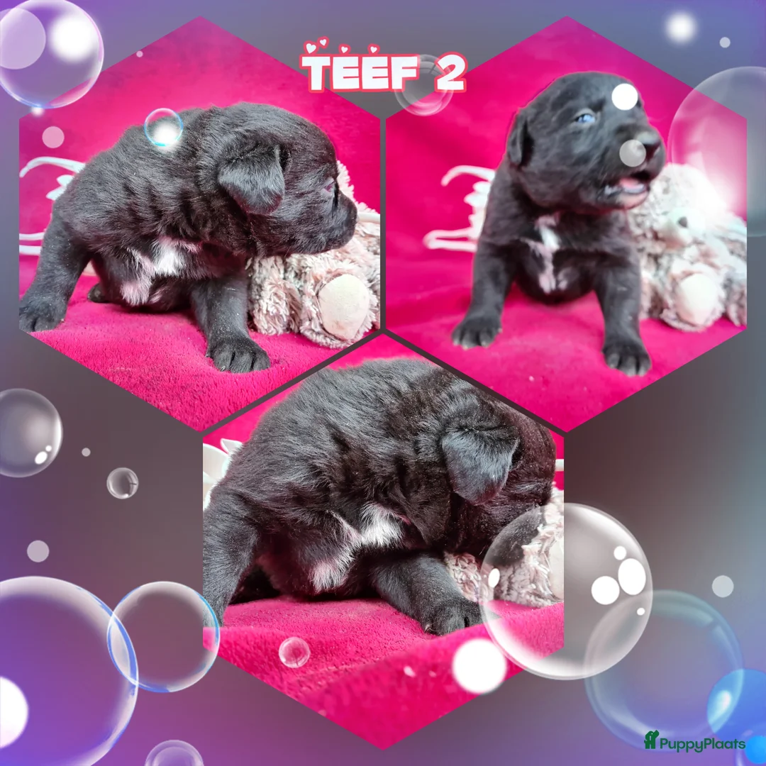 Kruising honden te koop: Uniek Borador pups van Stamboomouders F1 - Advertentie 7