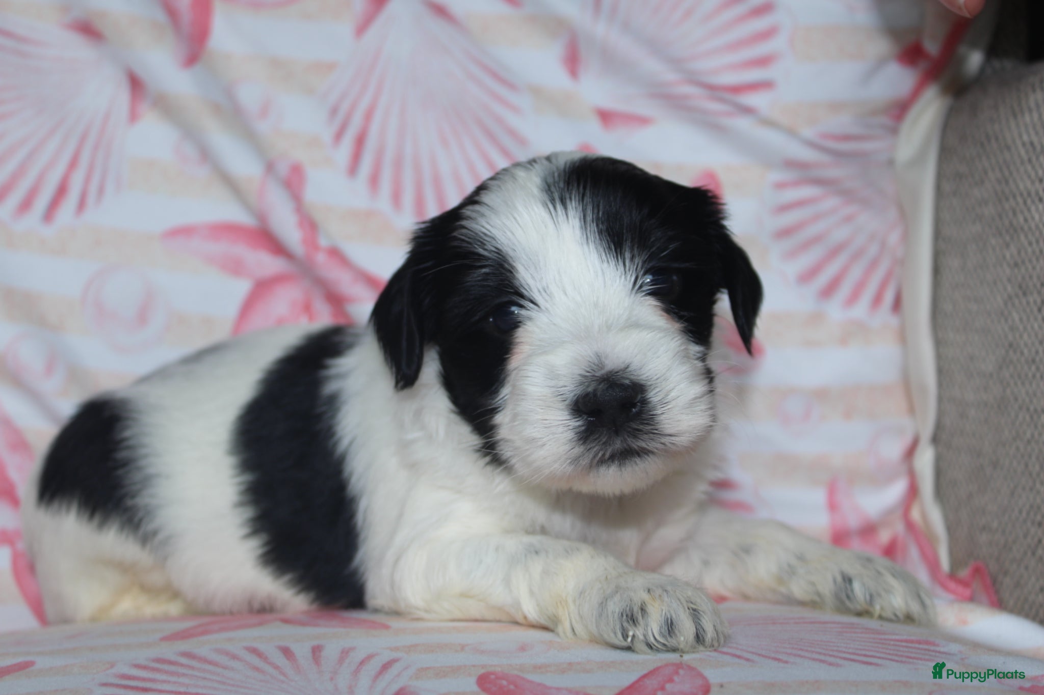 Tibetaanse Terriër honden Tibetaanse terrier pups met stamboom  - Advertentie 1
