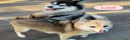 Pomsky honden te koop: 5 pomsky pups - Advertentie 3