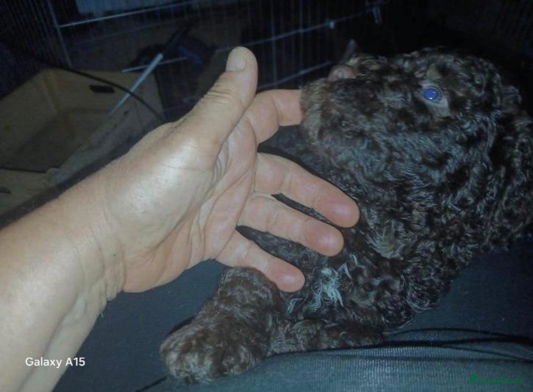 Kruising honden te koop: nestje kruising Waterhond, labradoedel look-a-like - Afbeelding 14