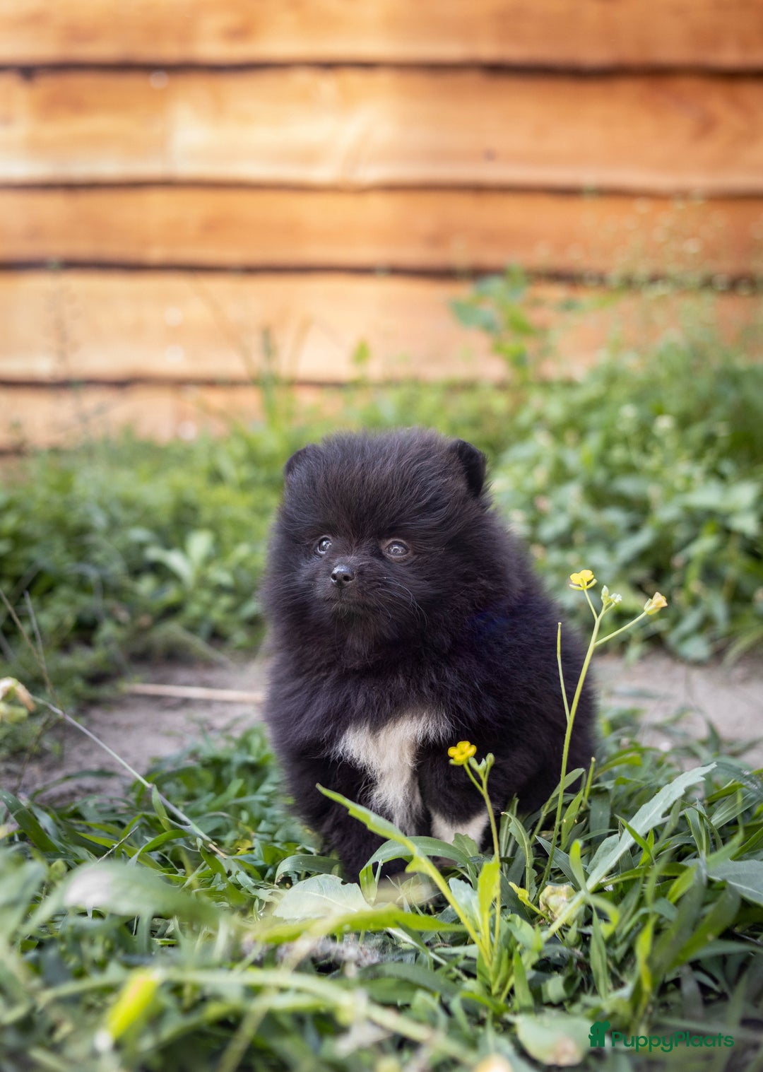 Pomeriaan honden te koop: Pomeranian pups met stamboom en geteste ouders  - Afbeelding 5