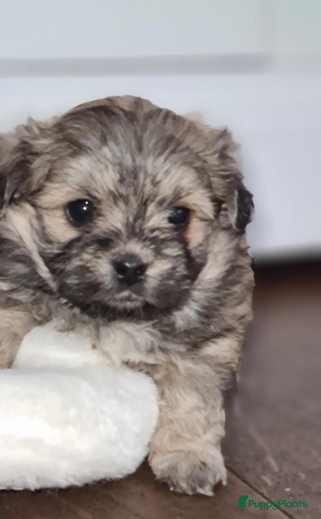 Kruising honden te koop: Prachtige lieve shipom pups - Advertentie 17