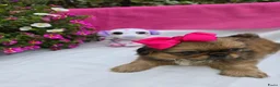 Pekingees honden te koop: Heel mooi Pekinees reutje - Advertentie 25