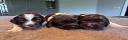 Engelse Springer Spaniel honden te koop: Engelse springer Spaniël  - Advertentie 2