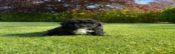Maltipoo honden te koop: Maltipoo (Maltezer x Poedel) pups - Advertentie 10