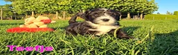 Maltipoo honden te koop: 🥰 9 Prachtige Maltipoo pups! Unieke kleuren 🐶 - Advertentie 13